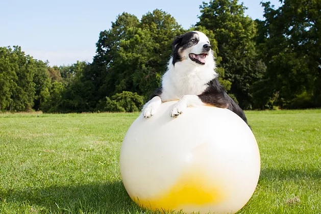 Hund liegt auf einem großen Ball als Tierphysiotherapeutische Maßnahme