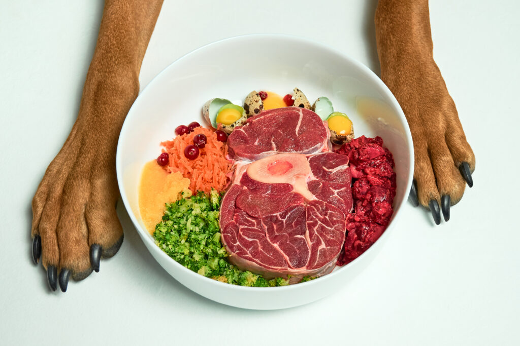 Ein Napf mit frischen Zutaten wie Fleisch, Gemüse und Obst. Der Napf steht zwischen den Pfoten eines Hundes. Es gibt die Ernährungsberatung wieder