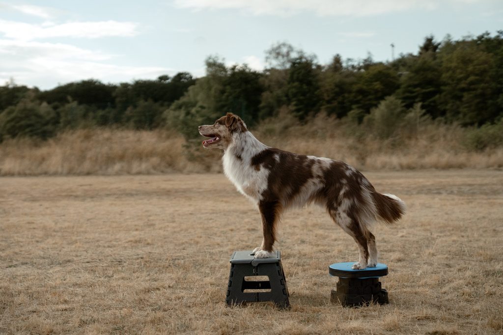 miniatur australian shepherd auf einem Fitnessgerät, Hundefitnesstraining, Physiotherapie, Tierphysiotherapie 
