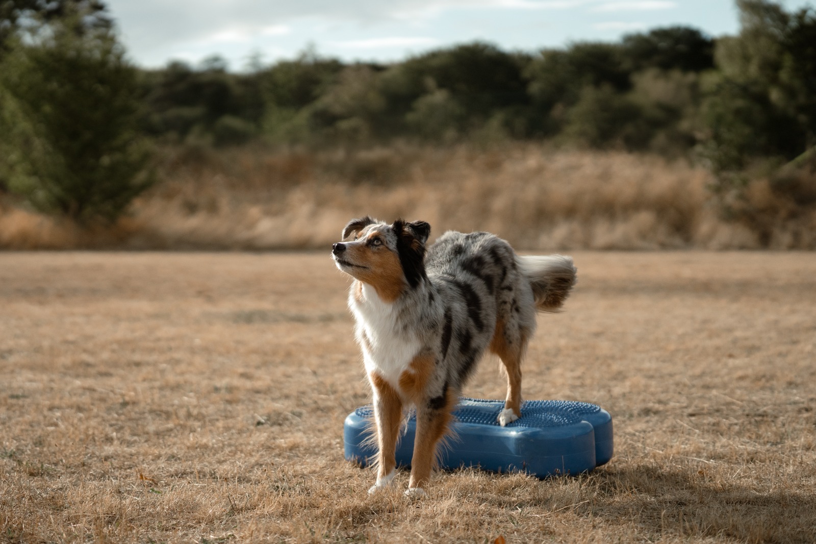 miniatur australian shepherd auf einem Fitnessgerät, Fitness für Hunde, Hundefitnesstraining, Physiotherapie für Hunde, Tierphysiotherapie