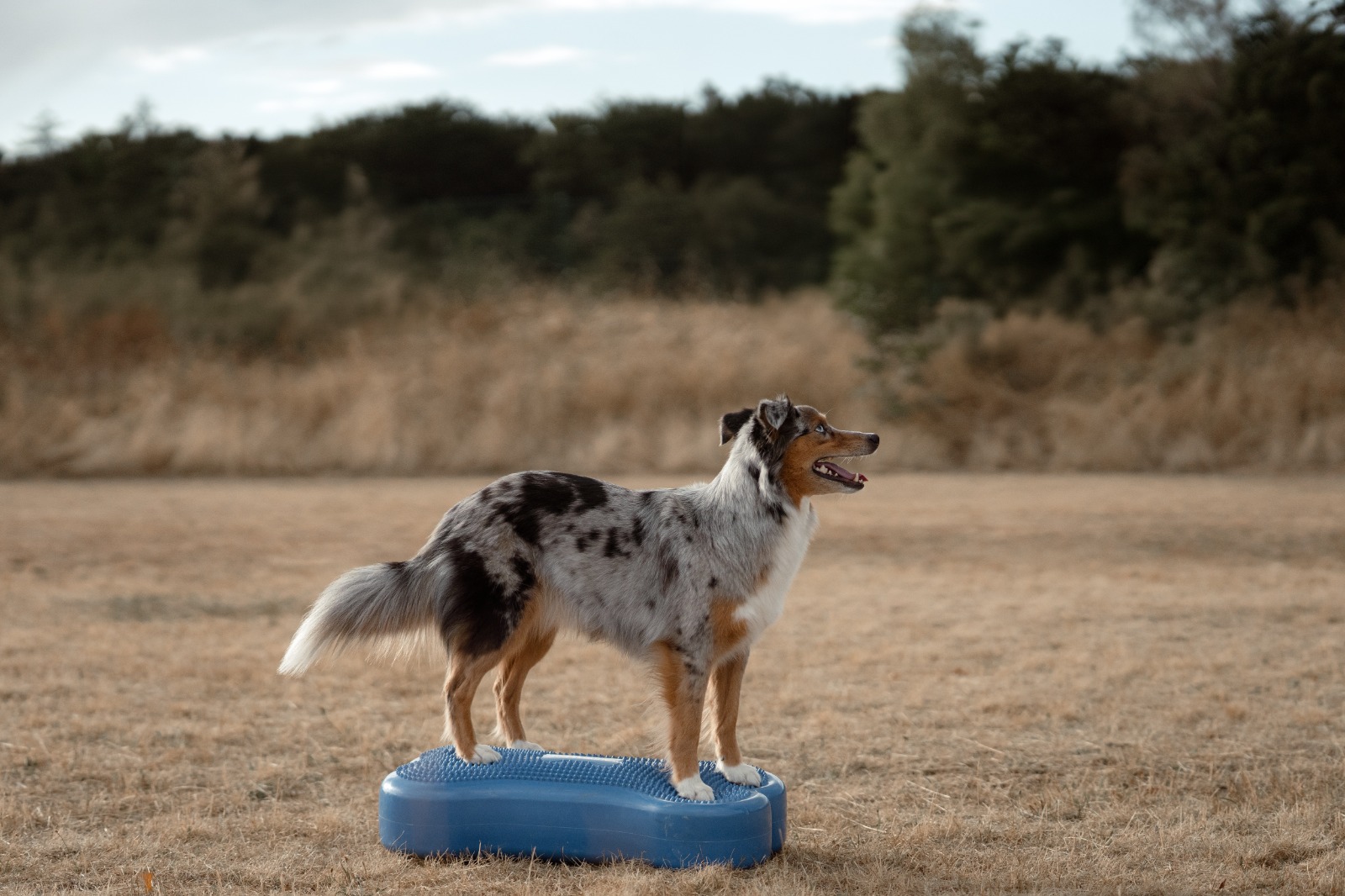 miniatur australian shepherd auf einem Fitnessgerät, Tierphysiotherapie, Hundefitnesstraining, Hundefitness, Muskelaufbau